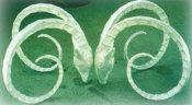 Large Ram’s Horn cast aluminum table base, model A-6001