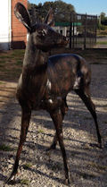 doe statue