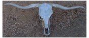 long horn