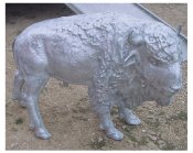 baby buffallo
