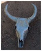 horned skull