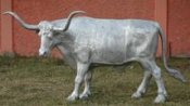 longhorn