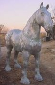 clydesdale